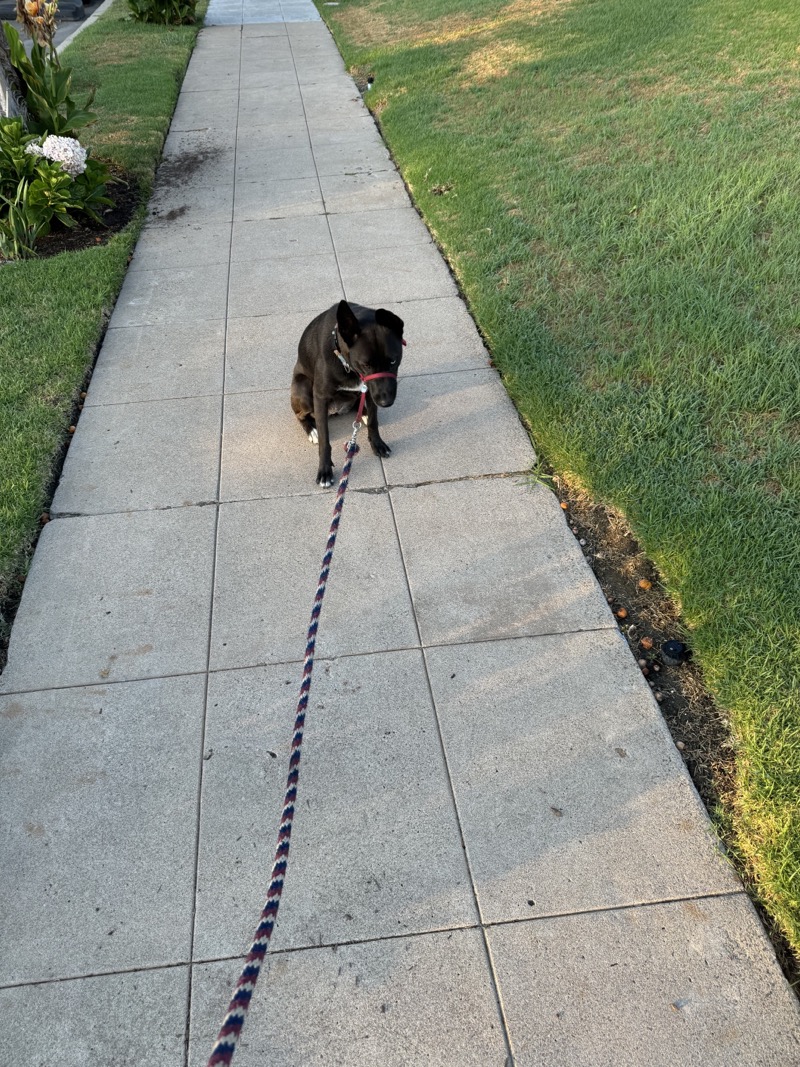 A picture of a black dog named Bowie sitting, taken on August 8 2024 at 6:40 am